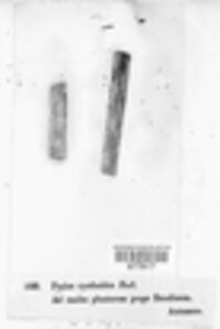 Cyathicula cyathoidea image
